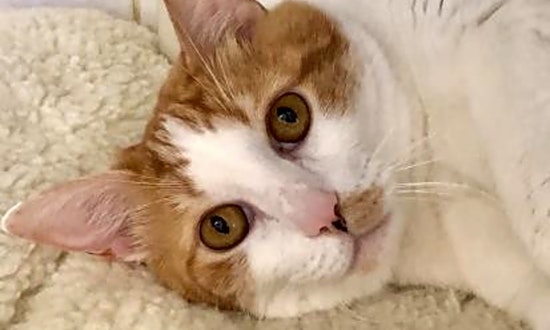 Looking to adopt a pet? Here are 5 cute kitties to adopt now in Sacramento
