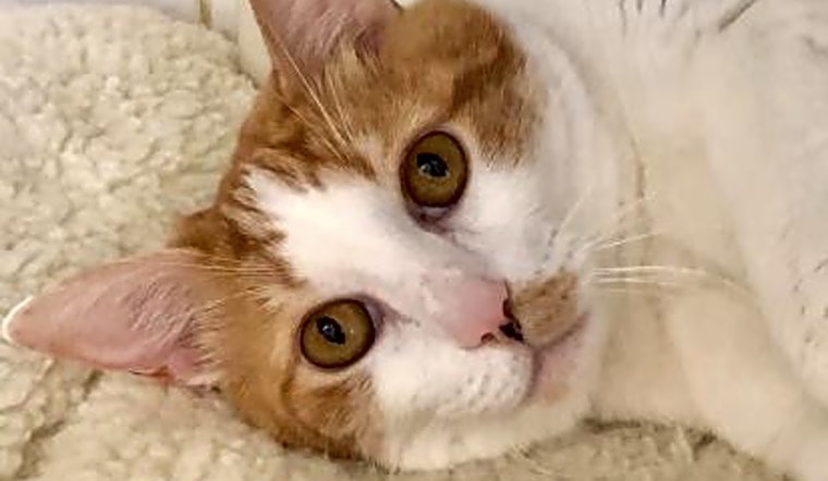 Looking to adopt a pet? Here are 5 cute kitties to adopt now in Sacramento