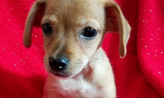 5 perfect puppies to adopt now in Stockton
