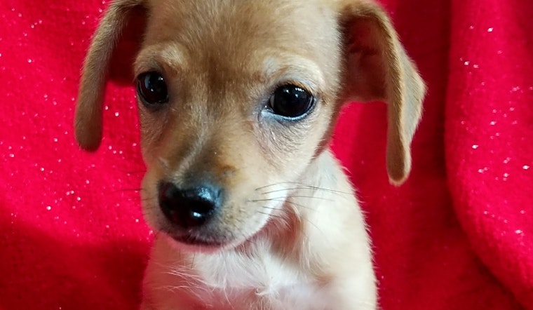 5 perfect puppies to adopt now in Stockton