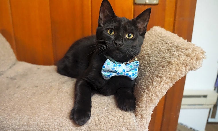 3 cute-as-can-be kittens to adopt now in Portland