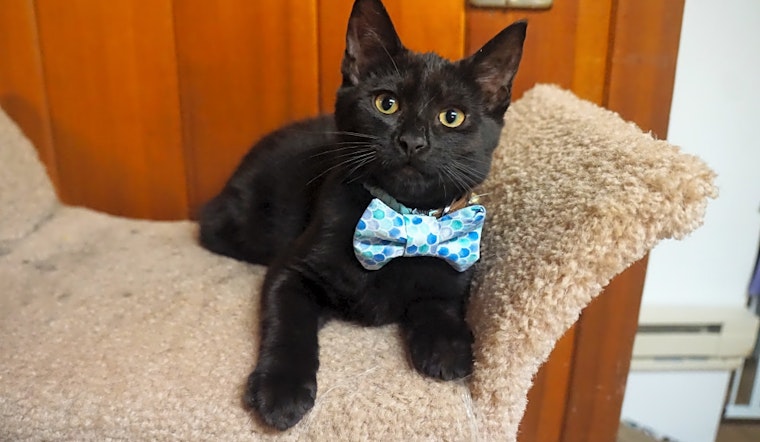 3 cute-as-can-be kittens to adopt now in Portland