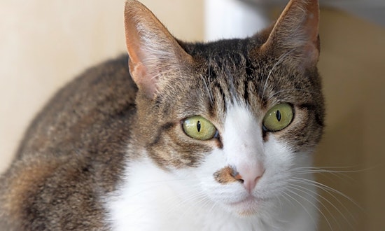 These Berkeley-based felines are up for adoption and in need of a good home