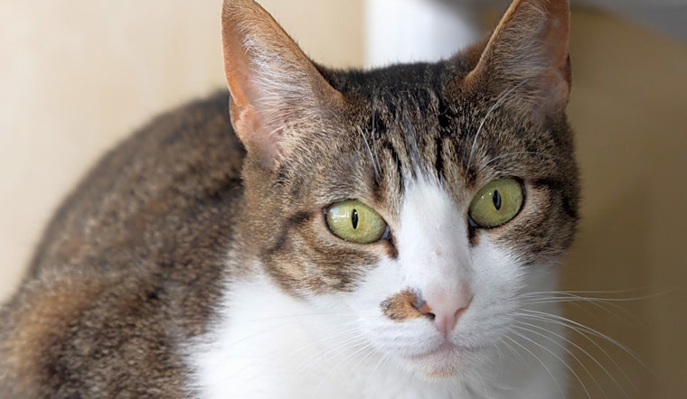 These Berkeley-based felines are up for adoption and in need of a good home