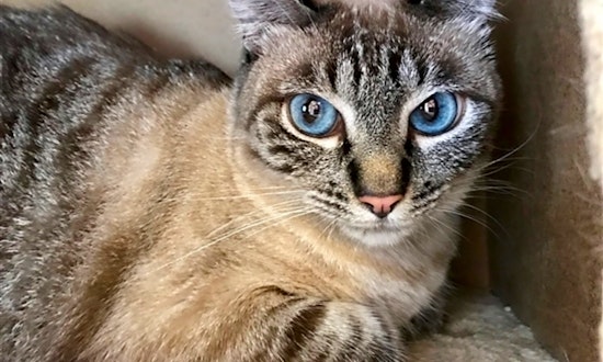 5 lovable kitties to adopt now in San Diego