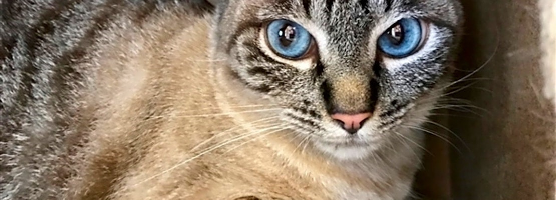 5 lovable kitties to adopt now in San Diego