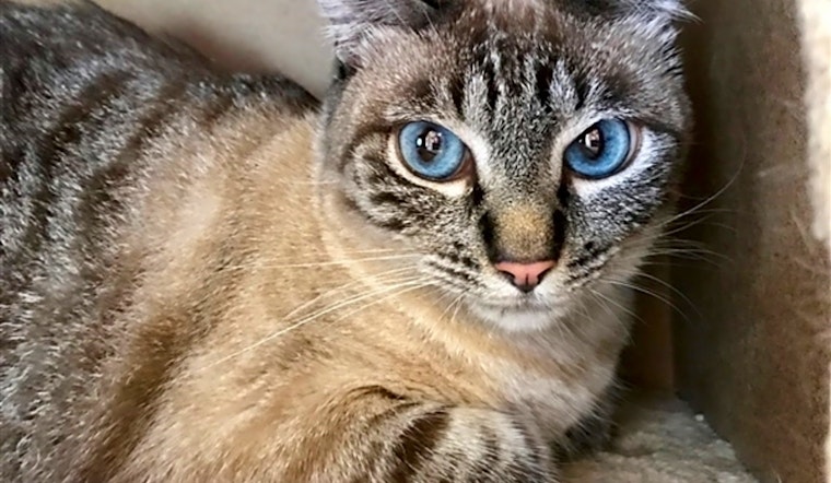 5 lovable kitties to adopt now in San Diego