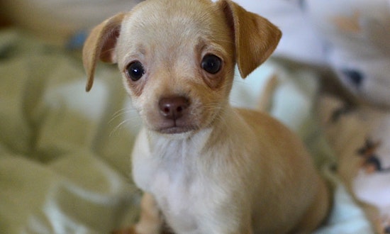 Here are 5 pups to adopt now in Santa Ana