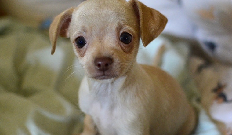 Here are 5 pups to adopt now in Santa Ana