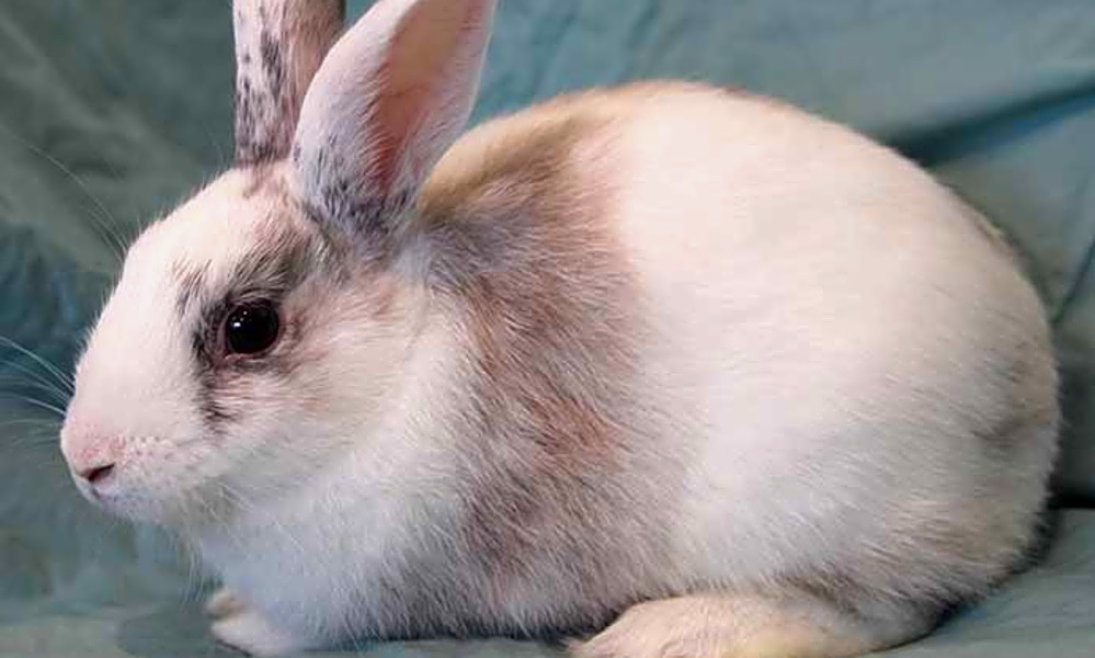 5 lovable rabbits to adopt now in Irvine