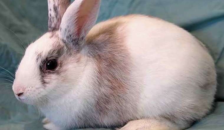 5 lovable rabbits to adopt now in Irvine