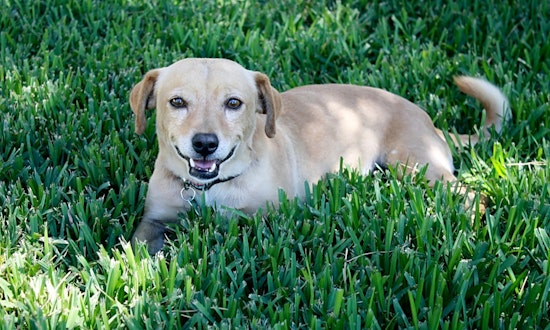 Looking to adopt a pet? Here are 6 cuddly canines to adopt now in Long Beach