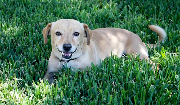 Looking to adopt a pet? Here are 6 cuddly canines to adopt now in Long Beach