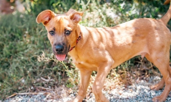 These Los Angeles-based puppies are up for adoption and in need of a good home