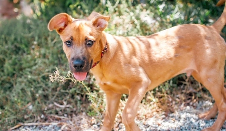 These Los Angeles-based puppies are up for adoption and in need of a good home