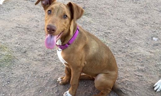 Looking to adopt a pet? Here are 4 precious puppies to adopt now in Mesa