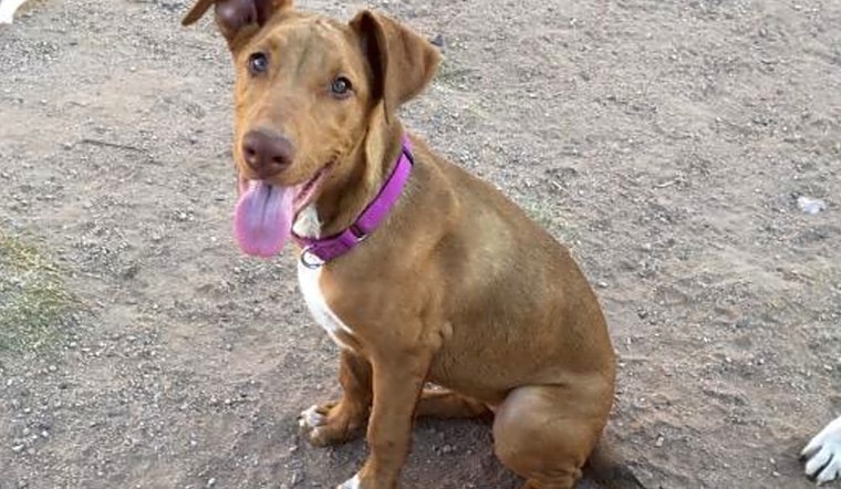 Looking to adopt a pet? Here are 4 precious puppies to adopt now in Mesa