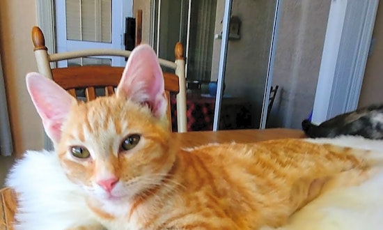 These Phoenix-based kittens are up for adoption and in need of a good home