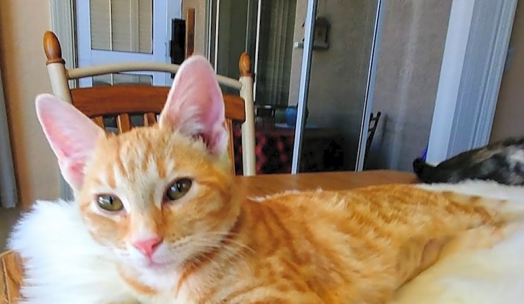 These Phoenix-based kittens are up for adoption and in need of a good home