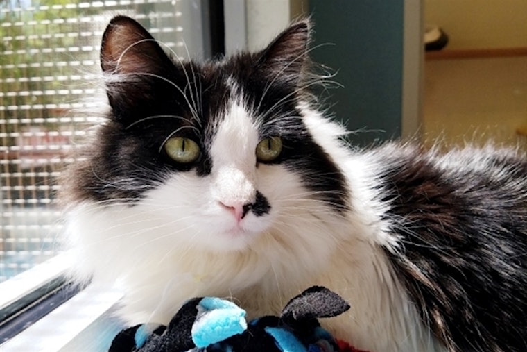 These Fresno-based cats are up for adoption and in need of a good home