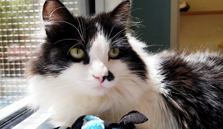 These Fresno-based cats are up for adoption and in need of a good home