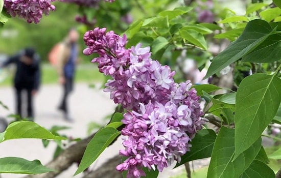 The 5 best parks in Boston
