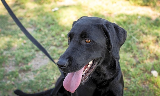 6 cuddly canines to adopt now in Las Vegas
