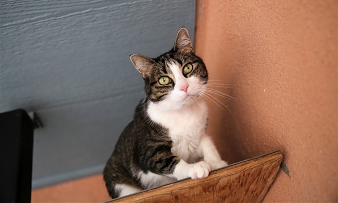 These Albuquerque Based Kitties Are Up For Adoption And In Need Of A