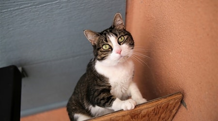 These Albuquerque-based kitties are up for adoption and in need of a good home