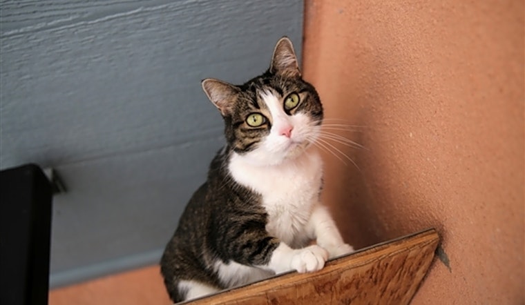 These Albuquerque-based kitties are up for adoption and in need of a good home