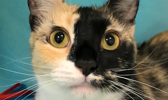 These Colorado Springs-based kitties are up for adoption and in need of a good home