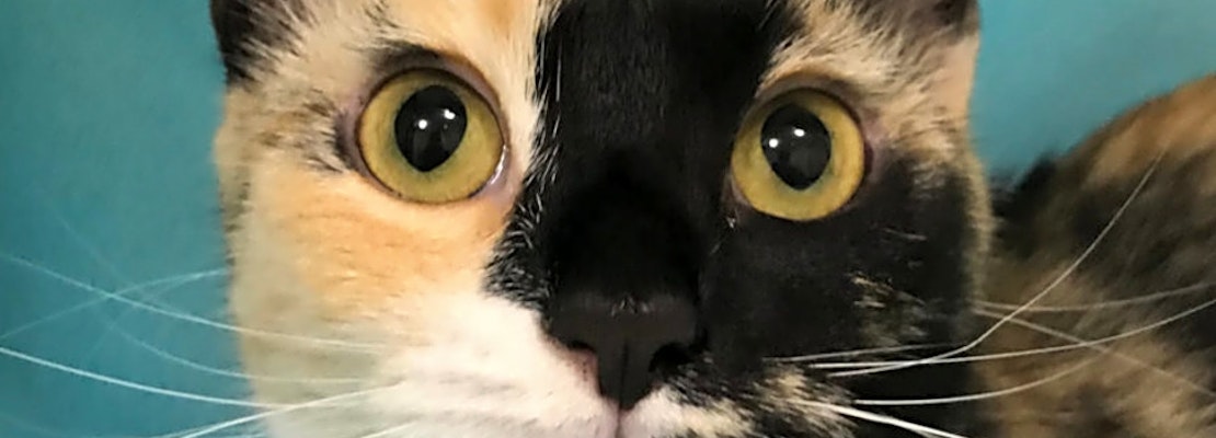 These Colorado Springs-based kitties are up for adoption and in need of a good home
