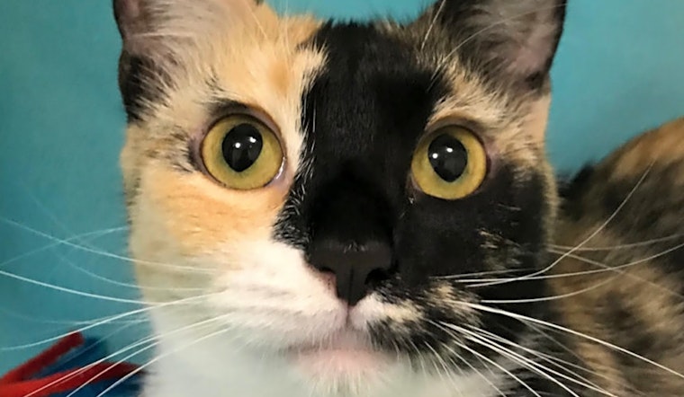 These Colorado Springs-based kitties are up for adoption and in need of a good home