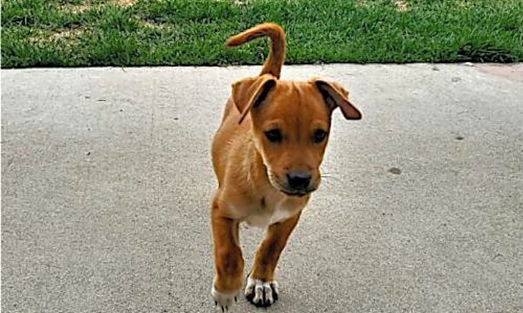 These Aurora-based puppies are up for adoption and in need of a good home