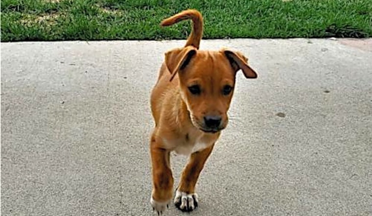 These Aurora-based puppies are up for adoption and in need of a good home