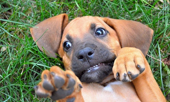 Always wanted a pet? Here are 5 precious puppies to adopt now in Denver