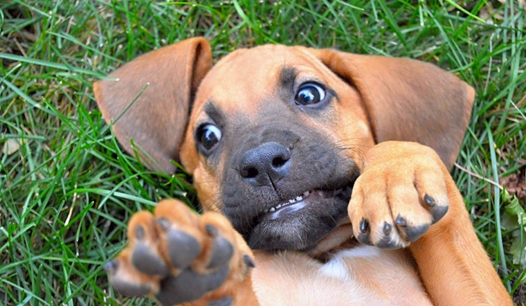 Always wanted a pet? Here are 5 precious puppies to adopt now in Denver