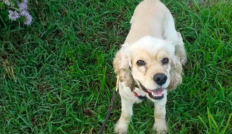 Looking to adopt a pet? Here are 7 delightful doggies to adopt now in Tulsa