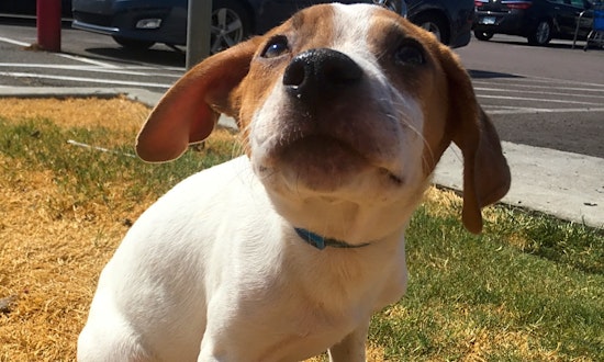 7 perfect pups to adopt now in Oklahoma City