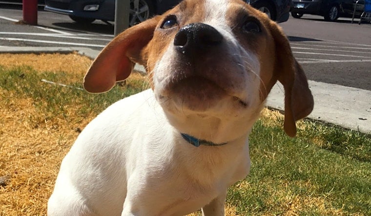 7 perfect pups to adopt now in Oklahoma City