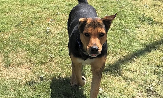 7 delightful doggies to adopt now in El Paso