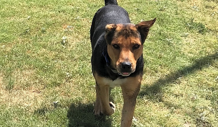 7 delightful doggies to adopt now in El Paso