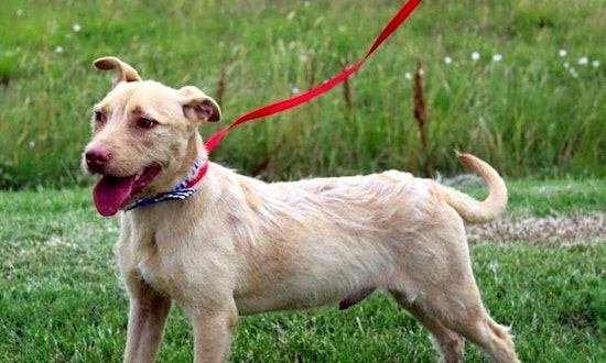 Always wanted a pup? Here are 5 snuggly canines to adopt now in Arlington