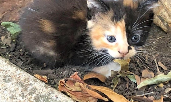 7 fluffy felines to adopt now in Austin