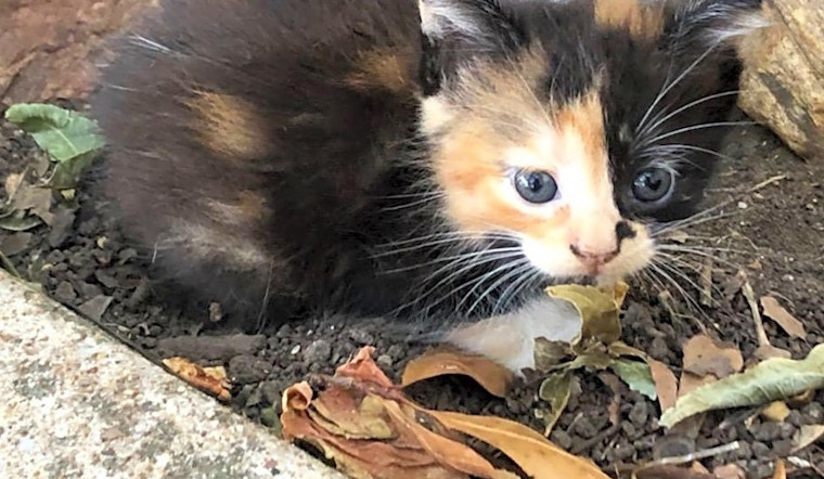 7 fluffy felines to adopt now in Austin