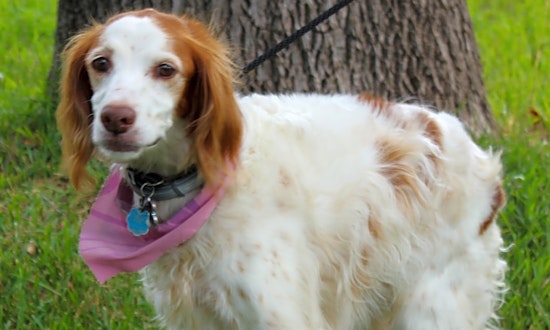 Looking to adopt a pup? Here are 5 lovable dogs in need of homes now in Fort Worth