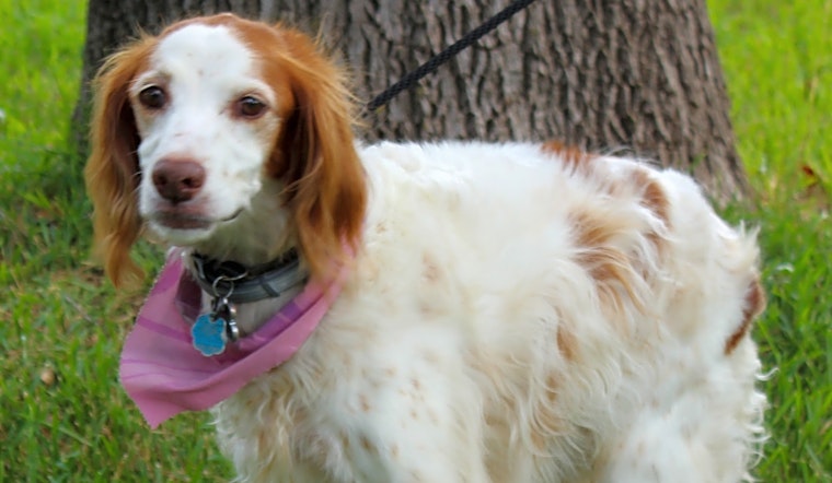 Looking to adopt a pup? Here are 5 lovable dogs in need of homes now in Fort Worth