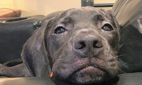 These New Orleans-based puppies are up for adoption and in need of a good home