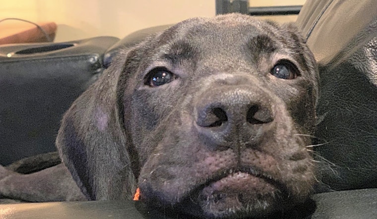 These New Orleans-based puppies are up for adoption and in need of a good home