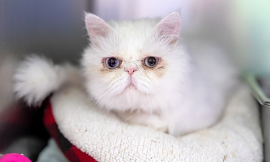 Want to adopt a pet? Here are 6 lovable kitties to adopt now in Houston